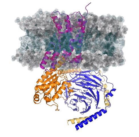 Structure of a D2 dopamine receptor-G-protein complex in a lipid membrane. From https://pubmed.ncbi.nlm.nih.gov/32528175/